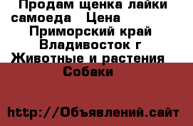 Продам щенка лайки самоеда › Цена ­ 25 000 - Приморский край, Владивосток г. Животные и растения » Собаки   